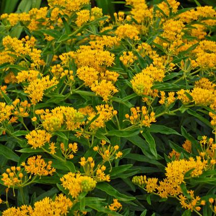 Hello Yellow Butterfly Weed