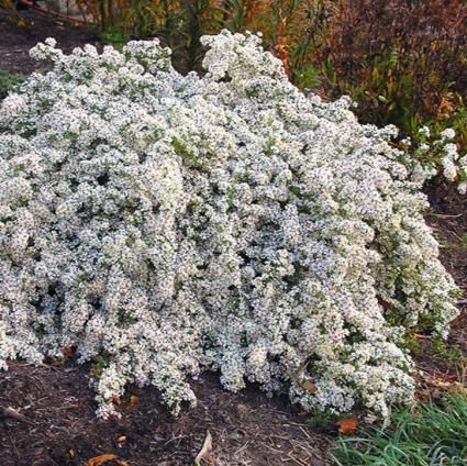 Bridal Veil Aster