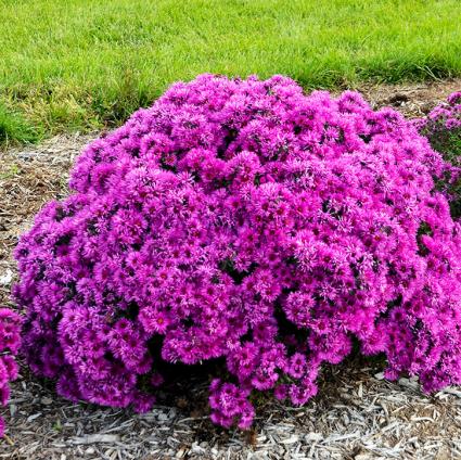 Pink Crush Aster