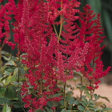 August Light Astilbe