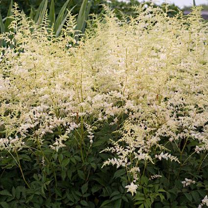 Bridal Veil Astilbe