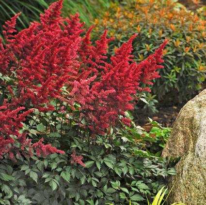 Fanal Astilbe