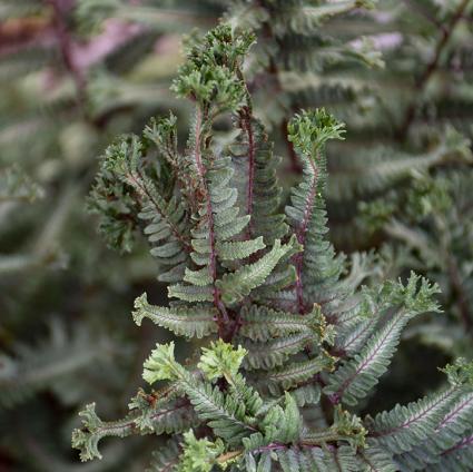 Crested Surf Painted Fern