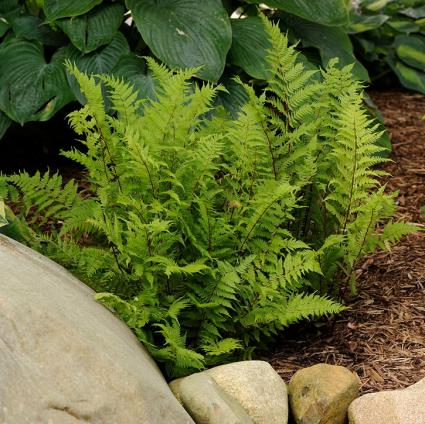 Lady in Red Fern