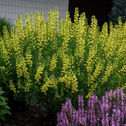 American Goldfinch False Indigo