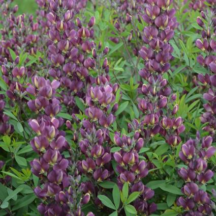 Burgundy Blast False Indigo