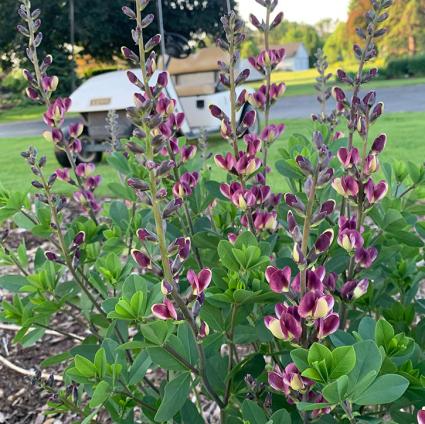 Grape Escape False Indigo