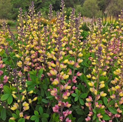 Pink Lemonade False Indigo