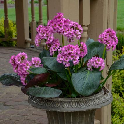 Miss Piggy Bergenia