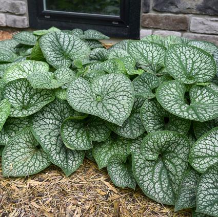 Jack of Diamonds Brunnera