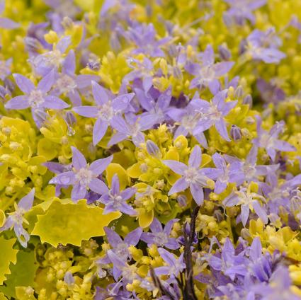 Dickson's Gold Bellflower