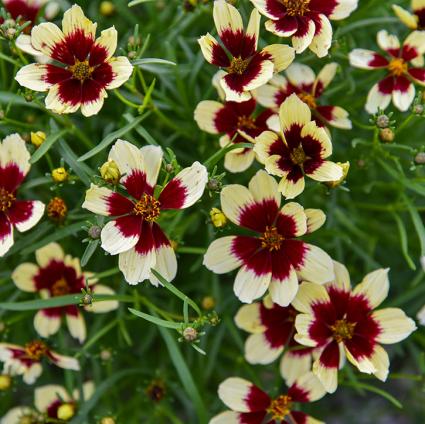 Creamy Calico Coreopsis