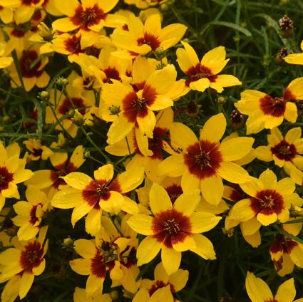 Golden Needles Coreopsis