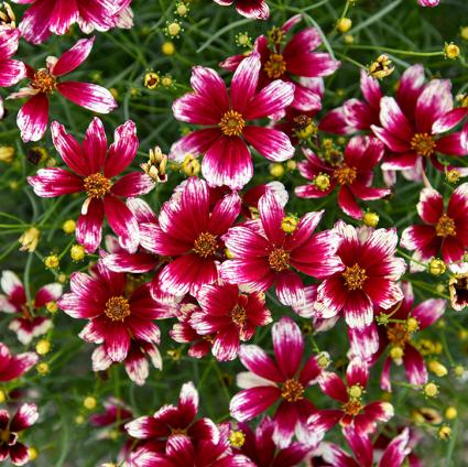 Heartstrings Coreopsis