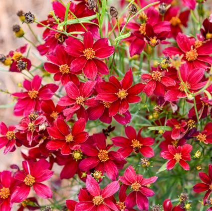 Scarlet Ribbons Coreopsis