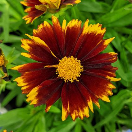 Uptick Red Coreopsis