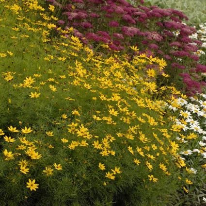 Zagreb Coreopsis