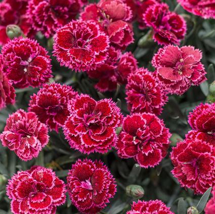 Black Cherry Frost Dianthus