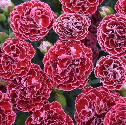 Cherry Vanilla Dianthus