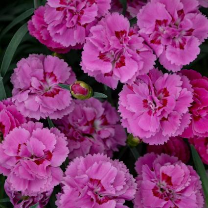 Goody Gumdrops Dianthus