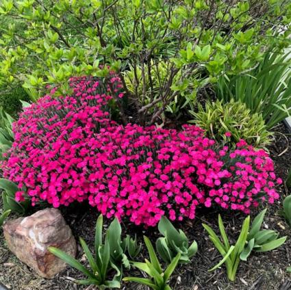 Paint the Town Magenta Dianthus