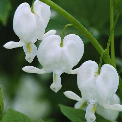 Alba Bleeding Heart Dicentra