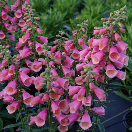 Arctic Fox Rose Foxglove