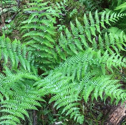 arginal/Eastern Woo Fern