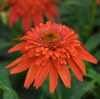 Double Scoop Mandarin 