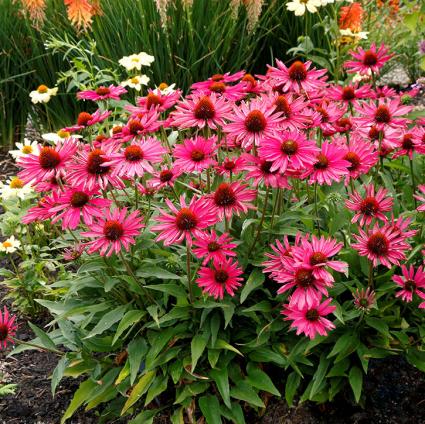 Kismet Raspberry Coneflower