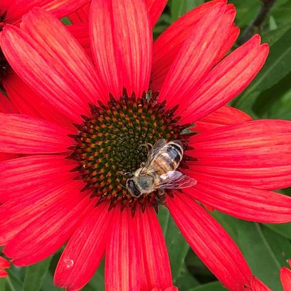 Kismet Red Coneflower