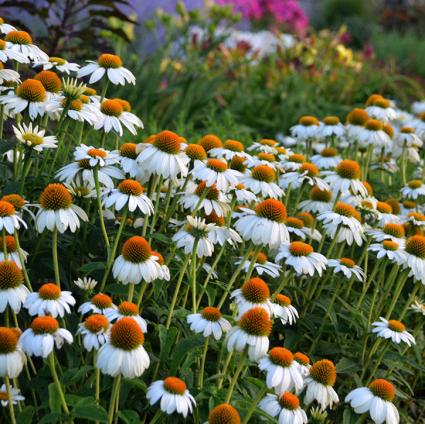 Powwow White Coneflower