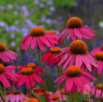 Powwow Wild Berry Coneflower