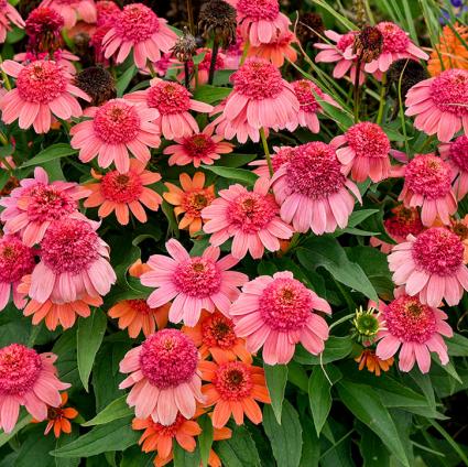 Rainbow Sherbet Coneflower