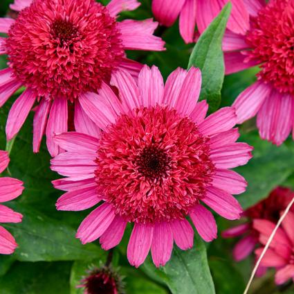 Raspberry Beret Coneflower