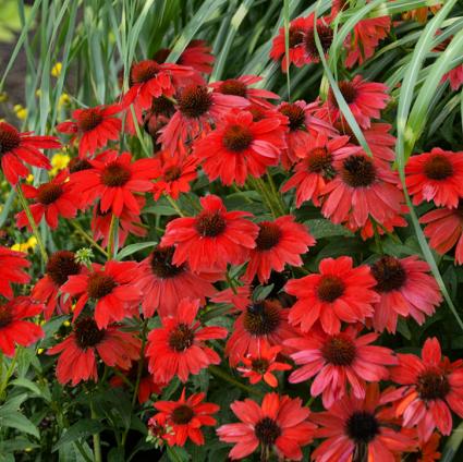 Sombrero Salsa Red Coneflower