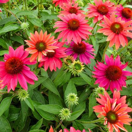 Sombrero Tres Amigos Coneflower