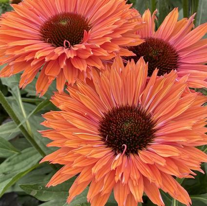 Sunseekers Rainbow Coneflower