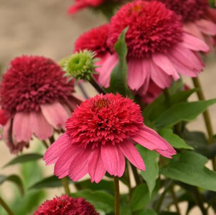 Watermelon Sugar Coneflower