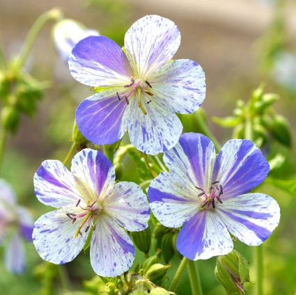 Delft Blue Hardy Geranium