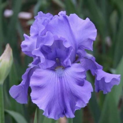 Harlequinesque Japanese Iris