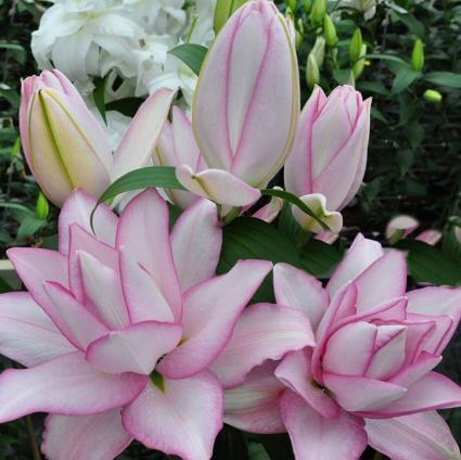 Forever Susan Asiatic Lily