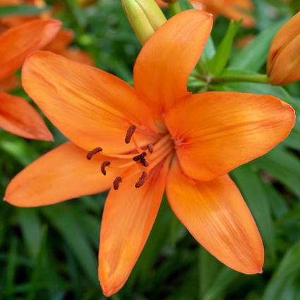 Golden Matrix Asiatic Lily