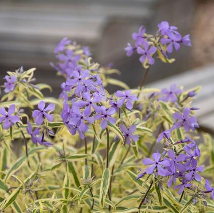 Blue Ribbons Woodland Phlox