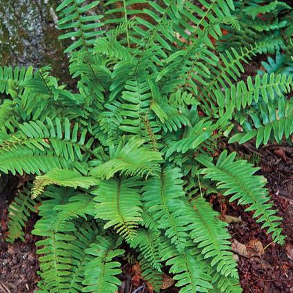 hristma Fern