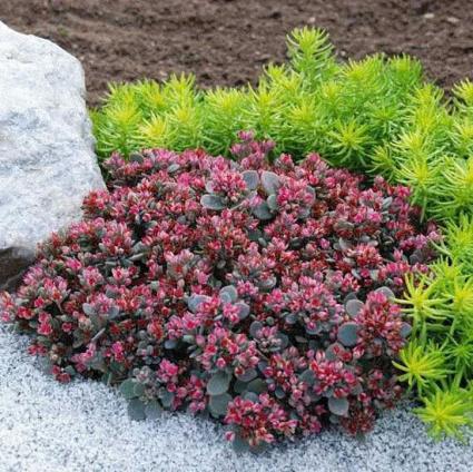 Blue Elf Sedum