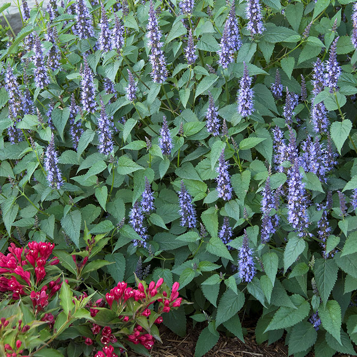 Little Adder Agastache