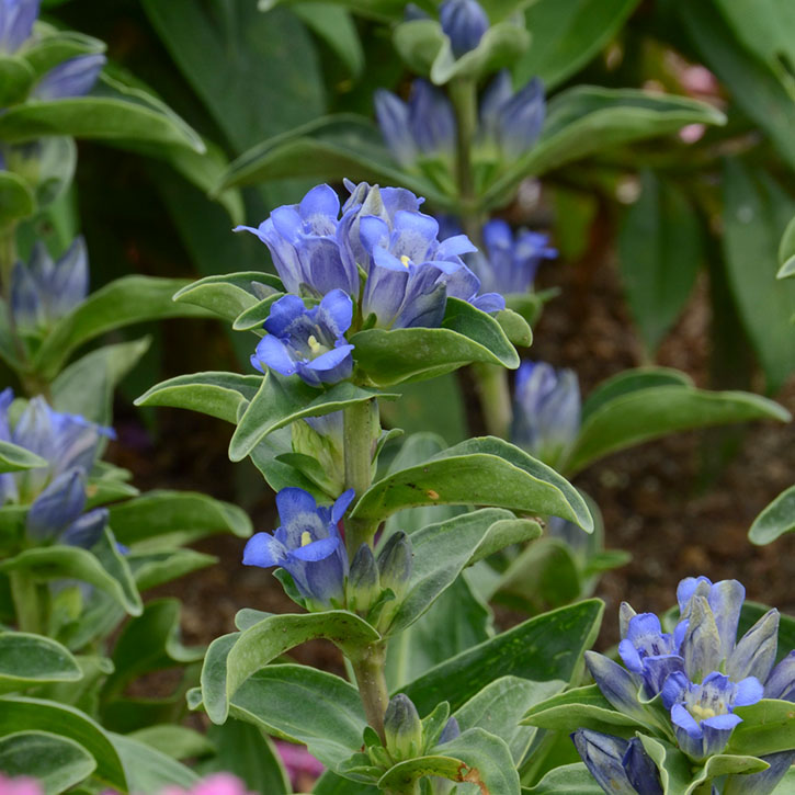 Blue Cross Gentian