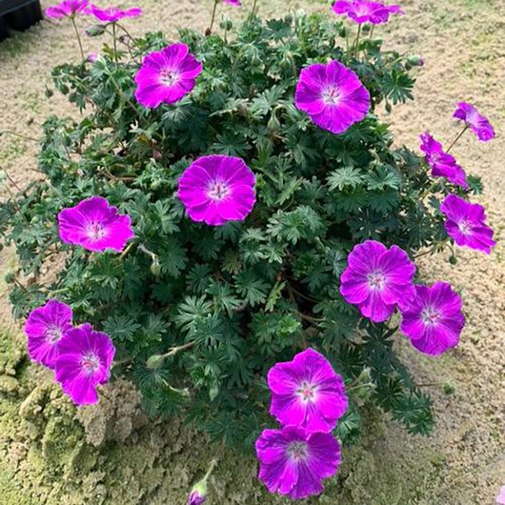 Frivolius Purple Hardy Geranium