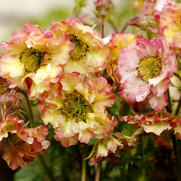 Pretticoats Peach Geum (Avens)